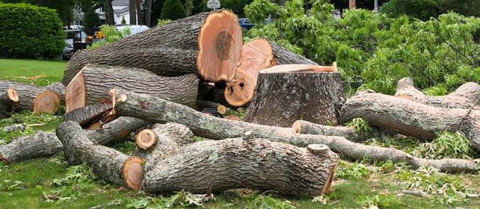 Stump Removal Fair Oaks CA